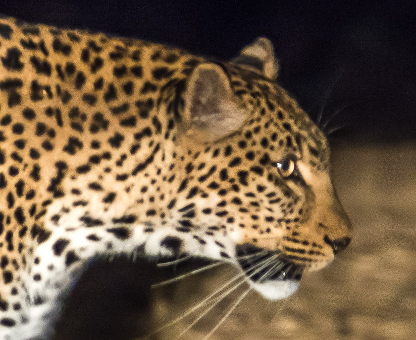 Leopard on the prowl
