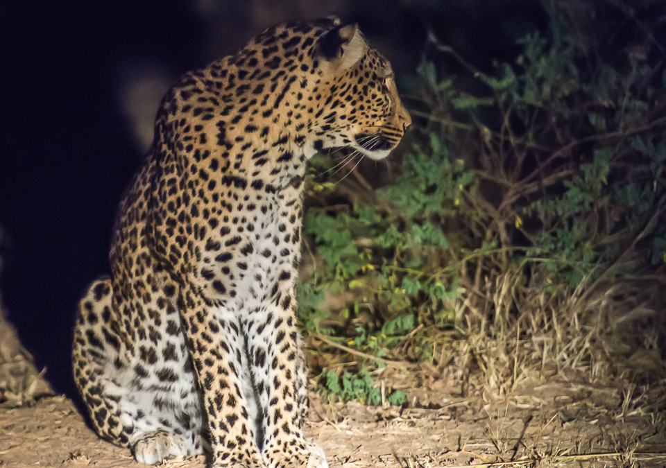 Leopard