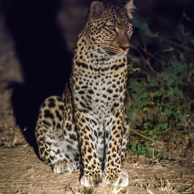 Leopard