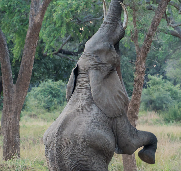 Elephant feeding