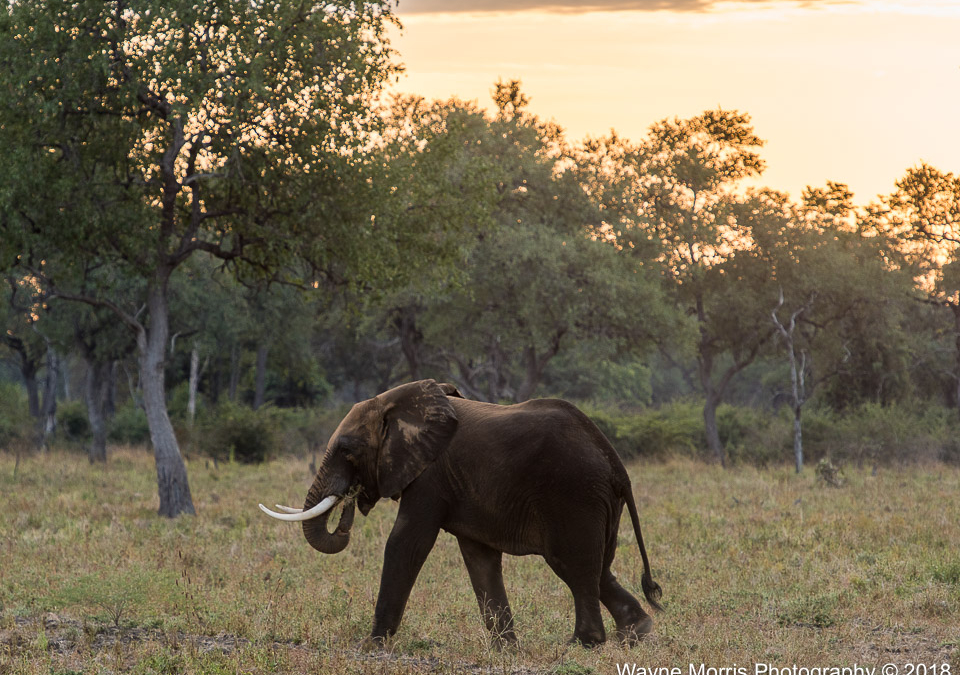 Elephant at sunset
