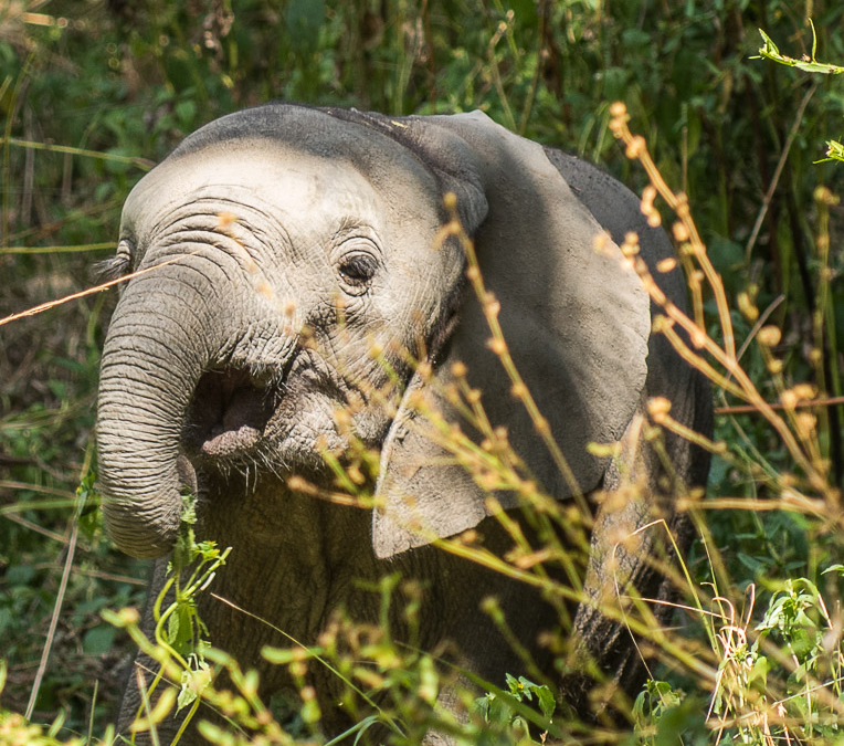 Elephant baby
