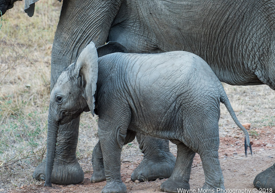 Elephants baby