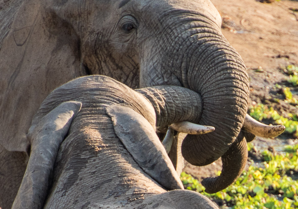 Elephants playing