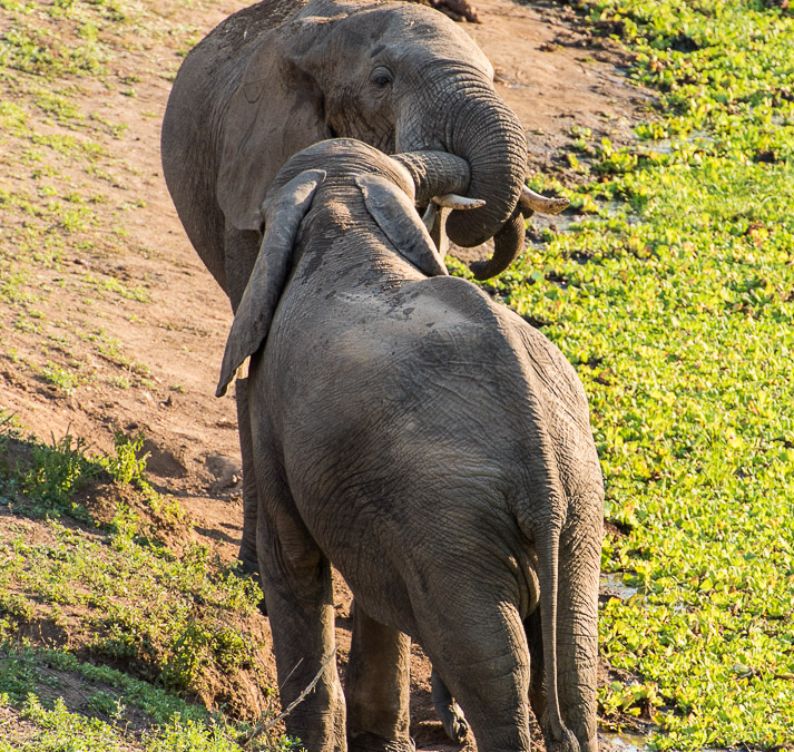 Elephants playing