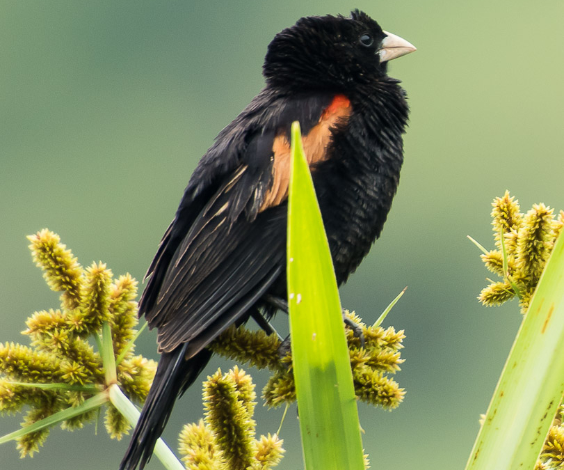 Fan-tailed Widowbird