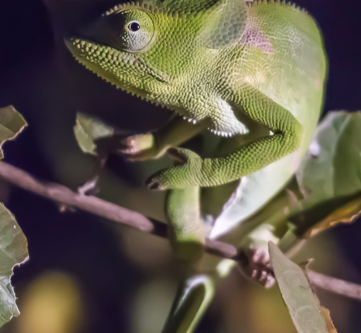 Flap-necked Chameleon
