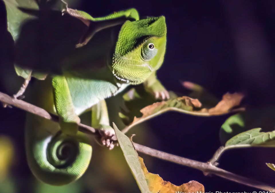 Flap-necked Chameleon