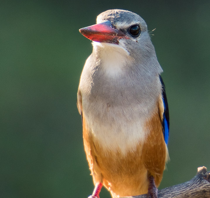 Grey-headed Kingfisher