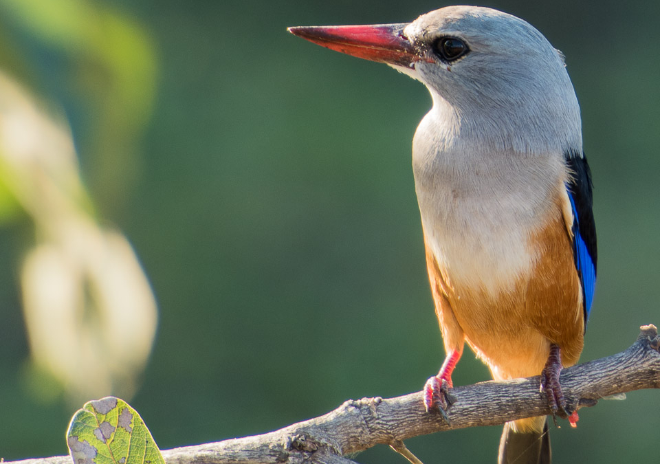 Grey-headed Kingfisher2