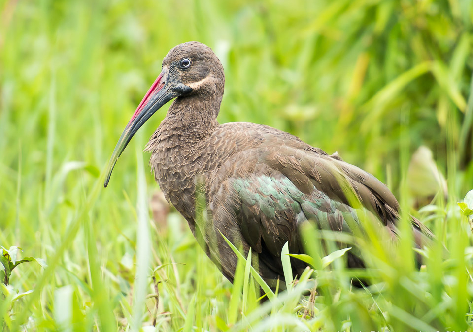 Hadada Ibis