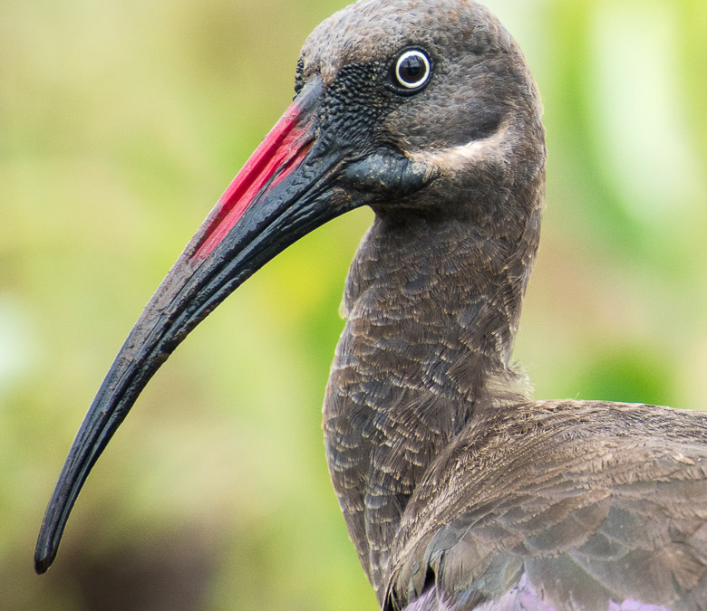 Hadada Ibis