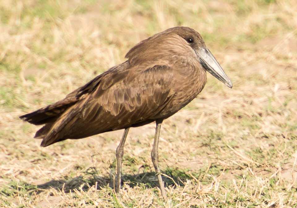 Hammerkop