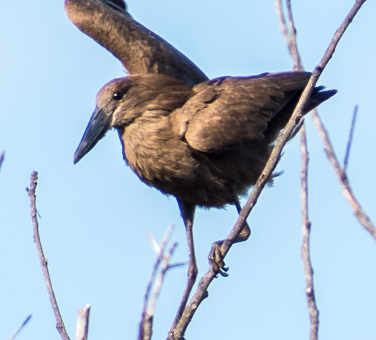 Hammerkop