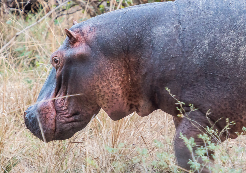 Hippopotamus