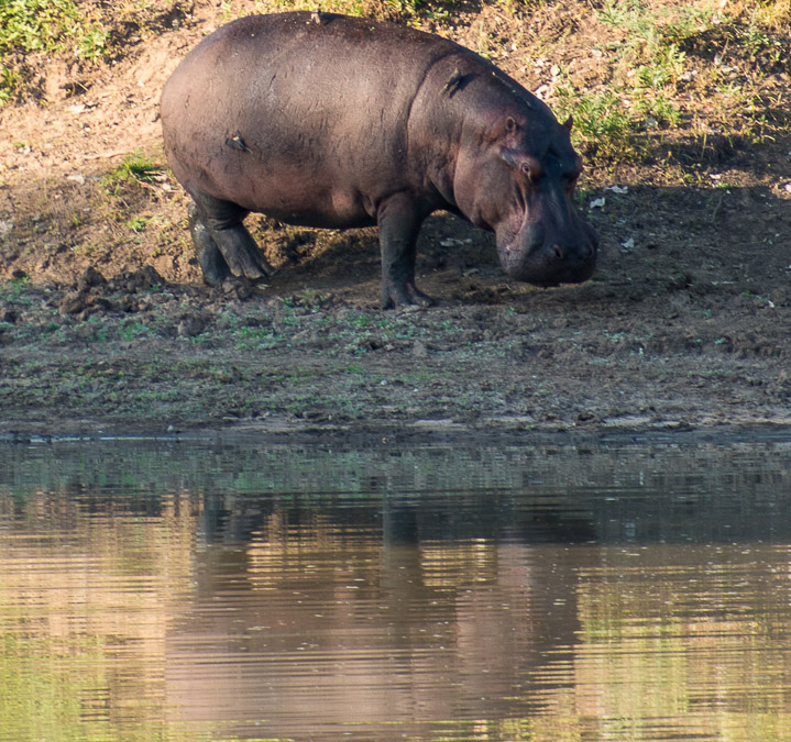 Hippopotamus