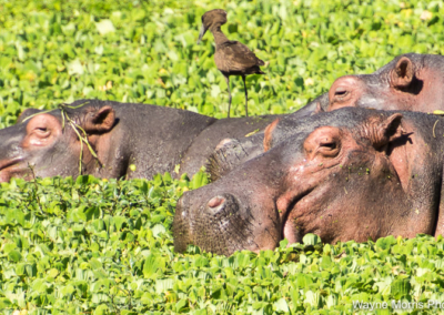 Hippos with a Hammerkop