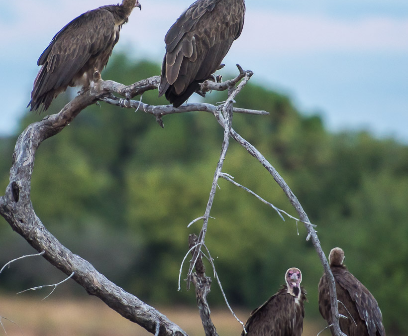 Hooded Vultures