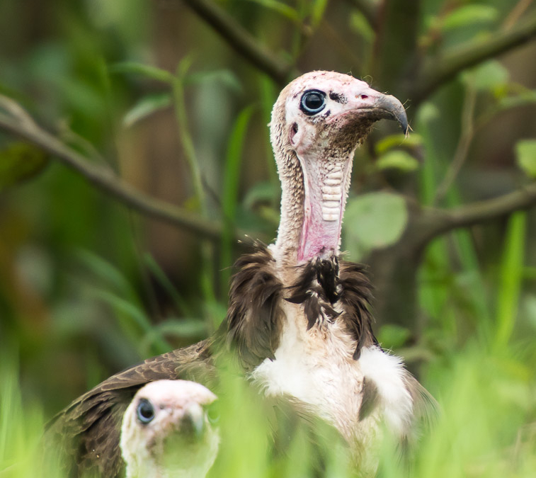 Hooded Vulture