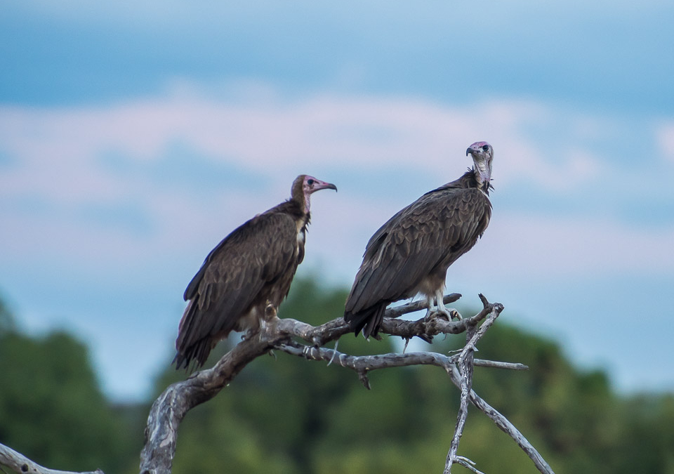 Hooded Vultures waiting for their turn at the buffalo