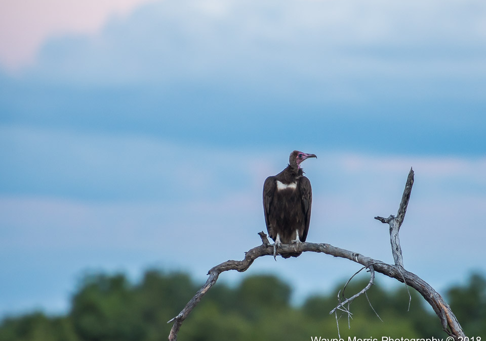 Hooded Vulture3