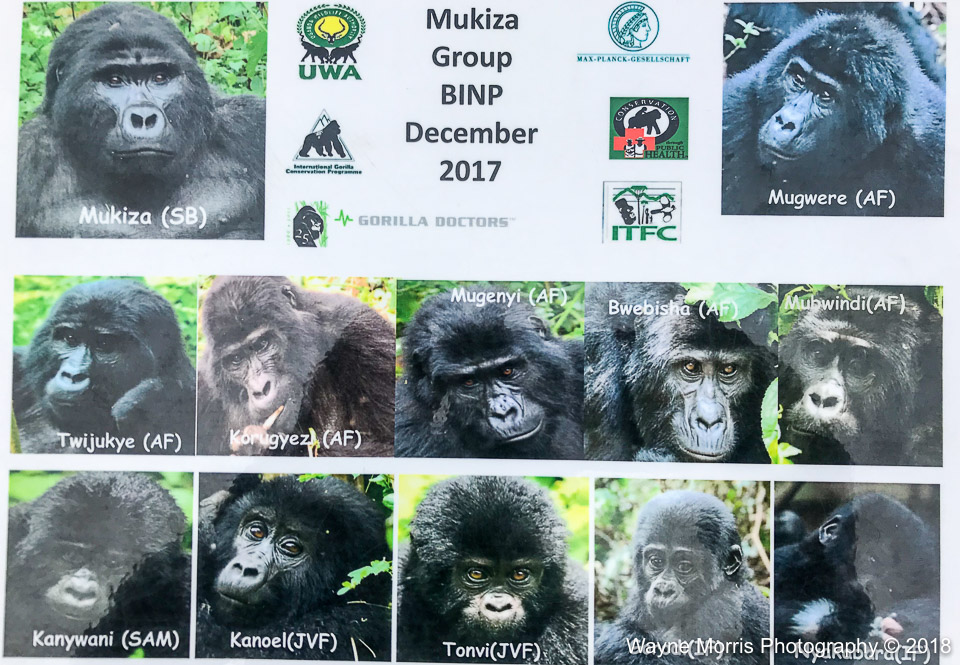 Mukiza gorilla family