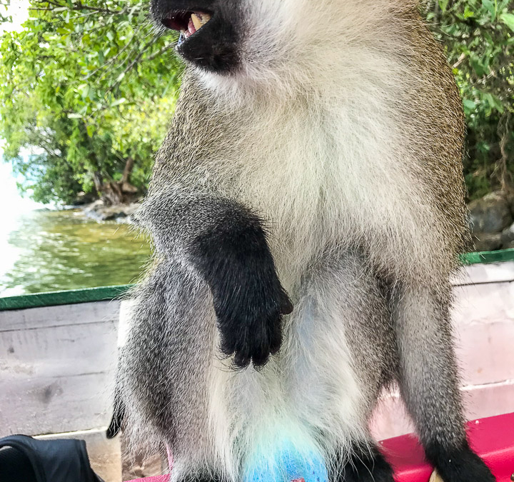 Vervet Monkey on Star Island in Lake Kivu