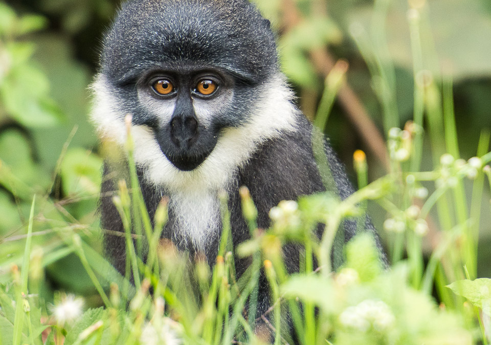 L’Hoest’s Monkey