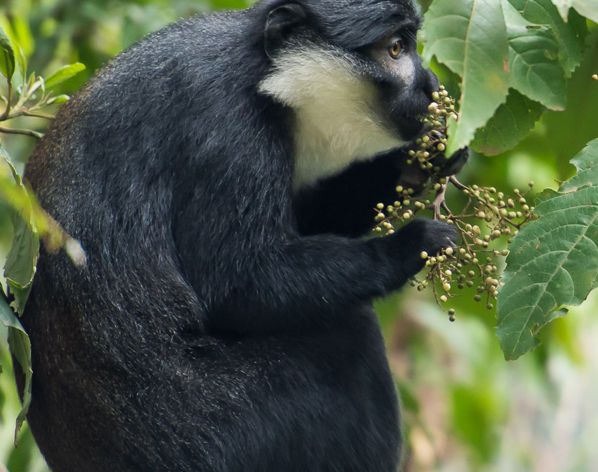 L’Hoest’s Monkey