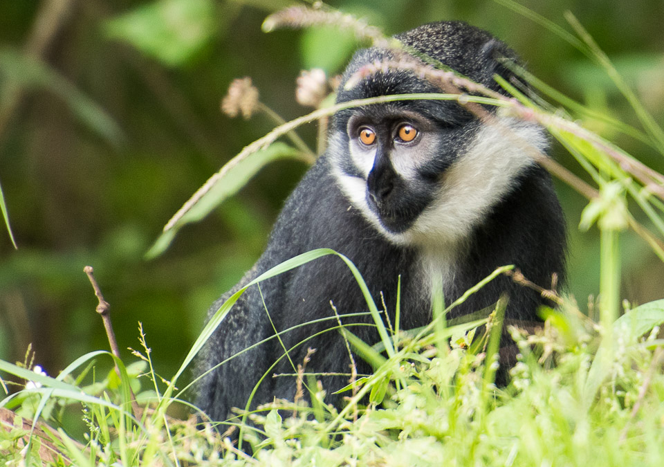 L’Hoest’s Monkey