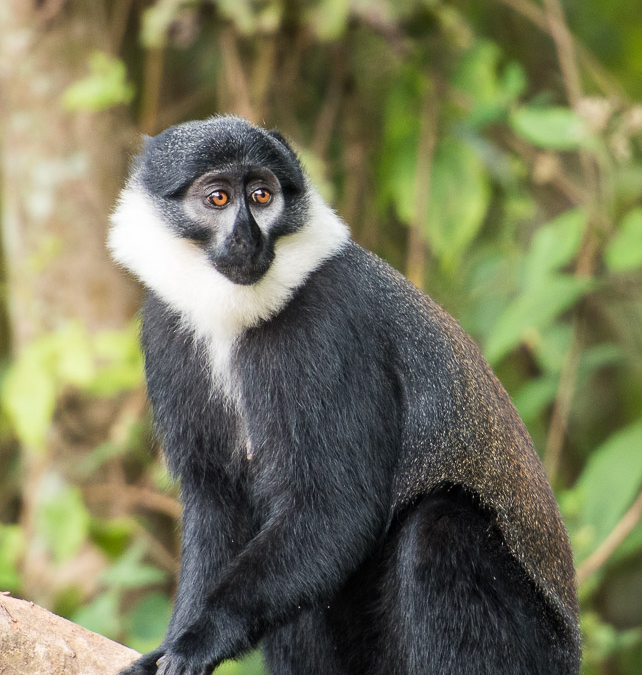 L’Hoest’s Monkey