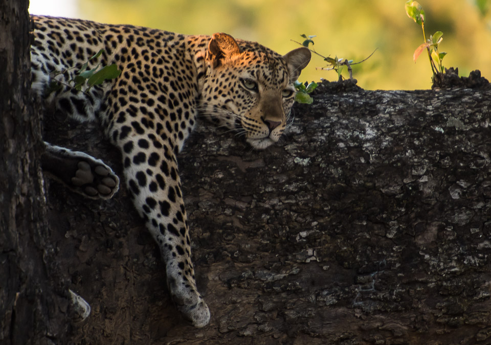 Leopard lounging