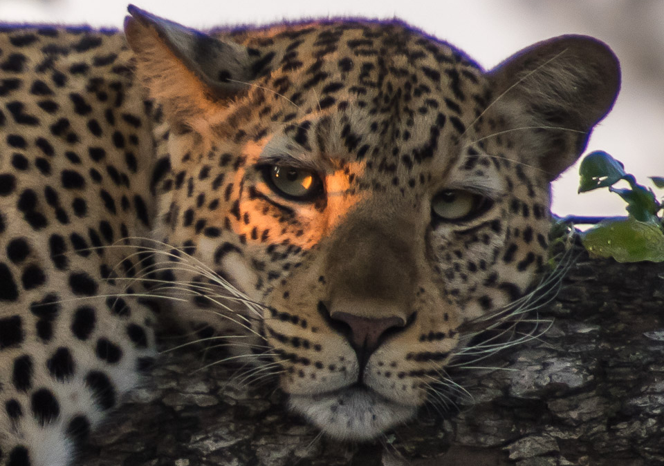 Leopard