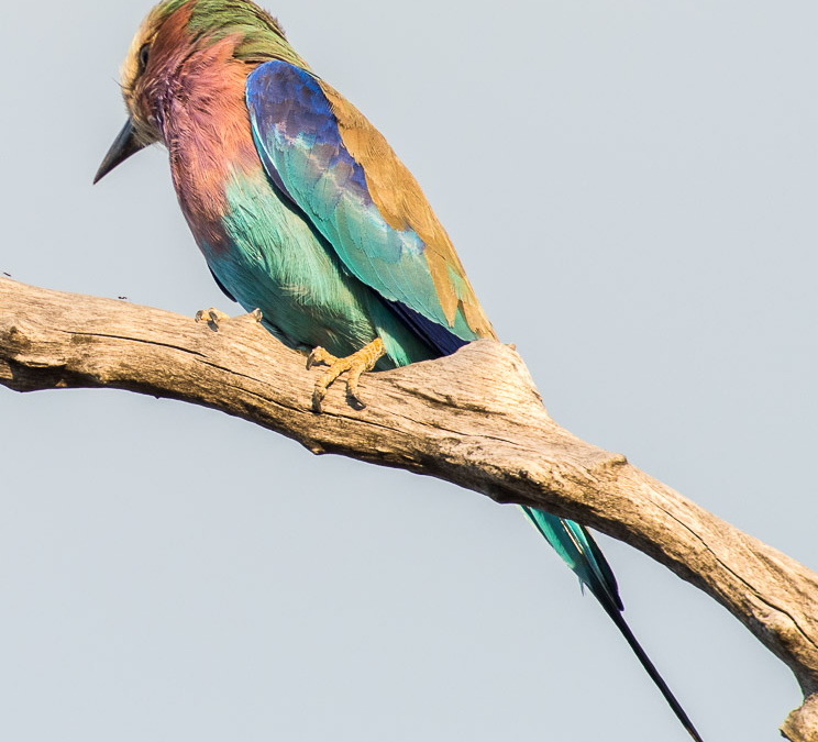Lilac-breasted Roller