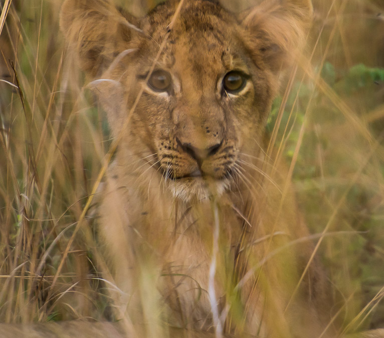 Lion Cub