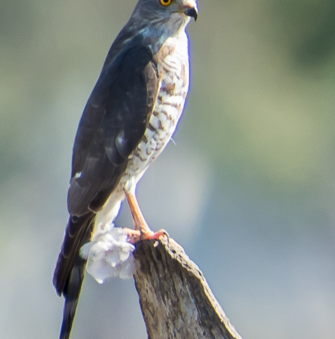 Little Sparrowhawk