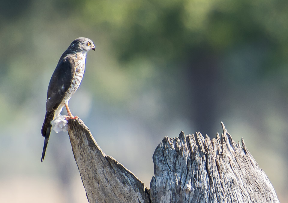 Little Sparrowhawk2