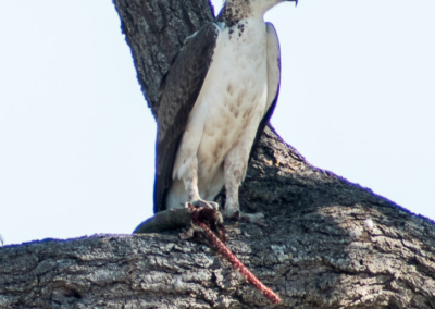 Martial Eagle with a Monitor Lizard