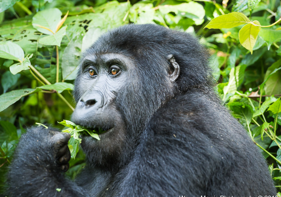 Mountain Gorilla