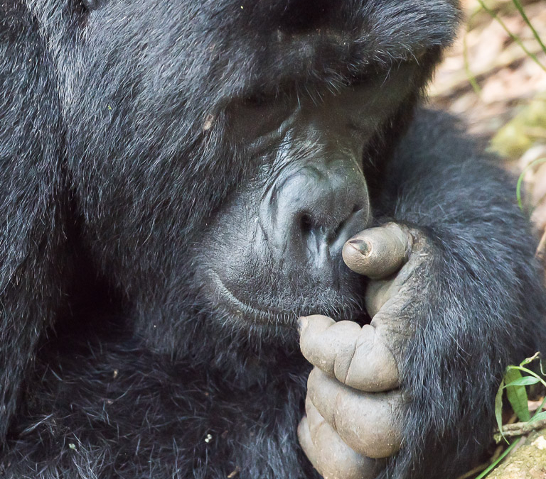 Silverback Mountain Gorilla