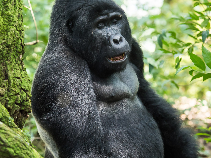 Silverback Mountain Gorilla