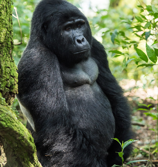 Silverback Mountain Gorilla