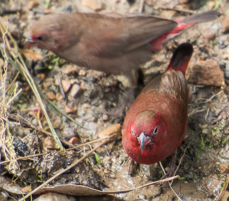 Red-billed Firefinch