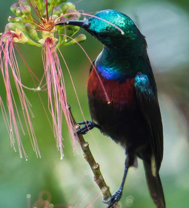 Red-chested Sunbird