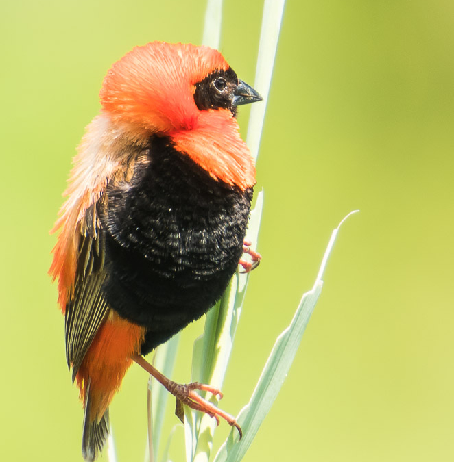 Southern Red Bishop