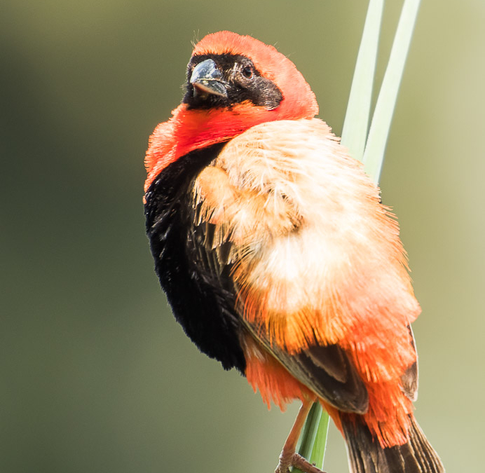 Southern Red Bishop