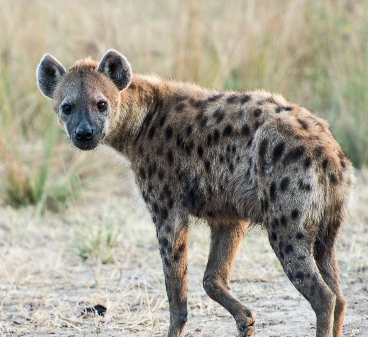 Spotted Hyena