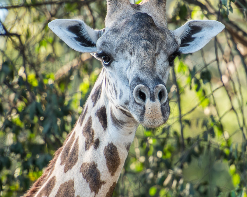 Thornicroft’s Giraffe