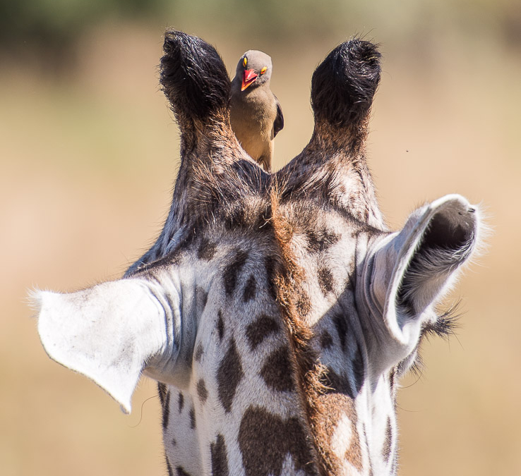 Thornicroft’s Giraffe