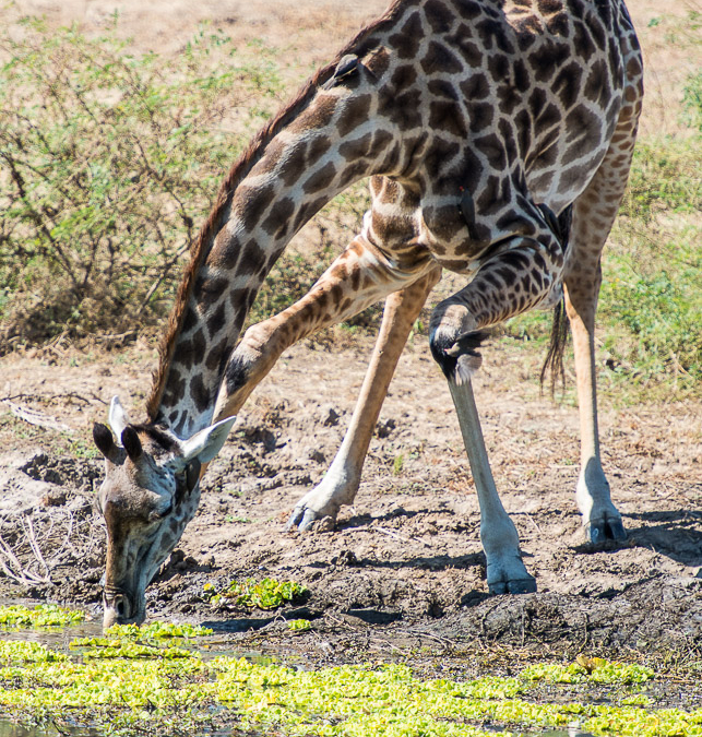 Thornicroft’s Giraffe bending down to drink